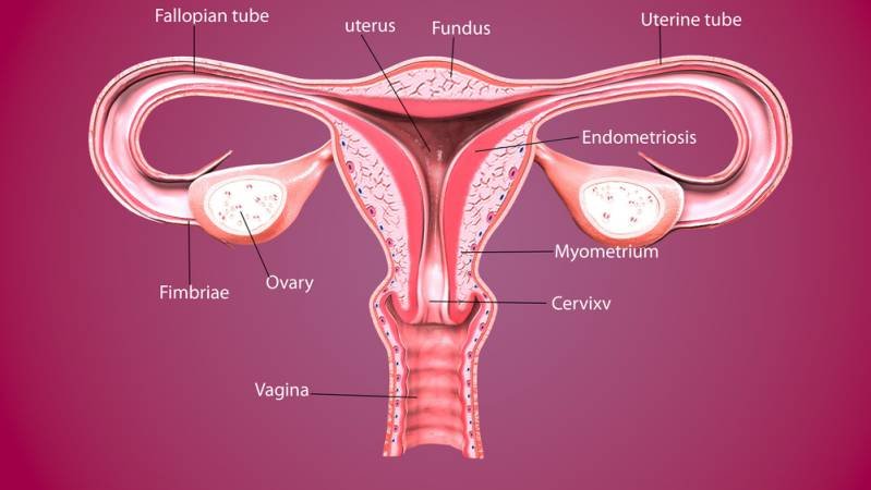 Female reproductive system - cervix shown